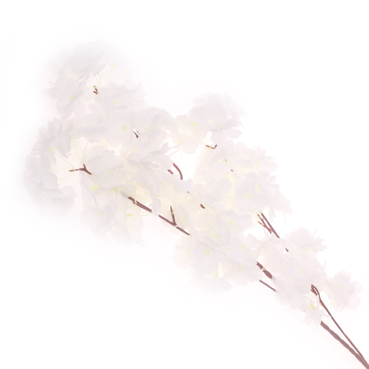 Blossom White