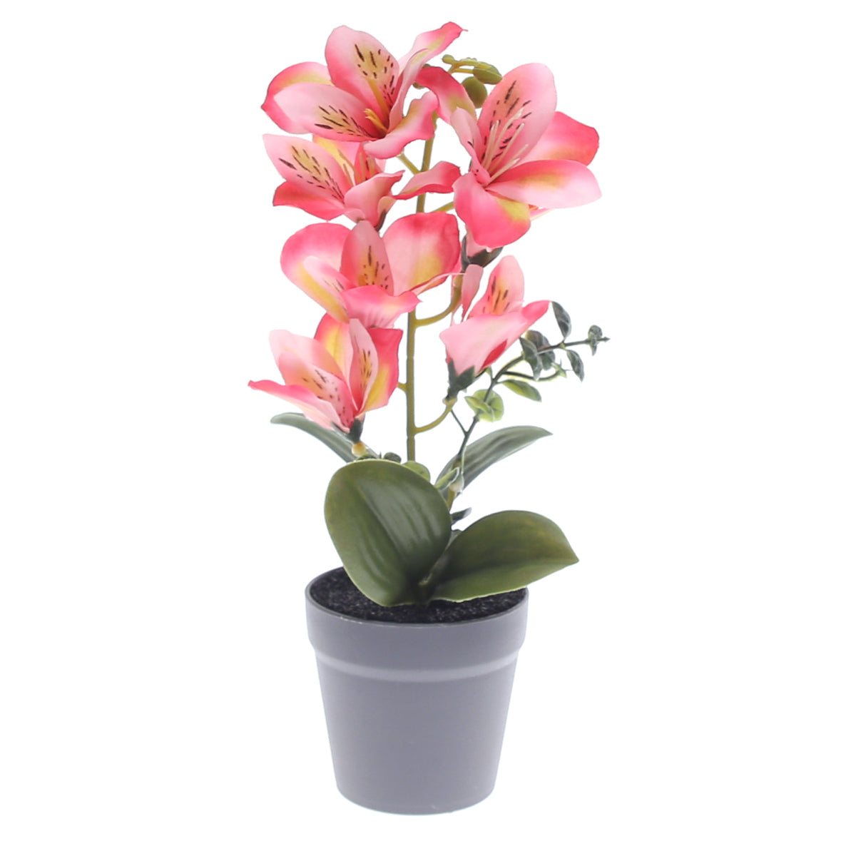 Table Plant Ð Tiger Lily Style Ð Pink Ð 2025366