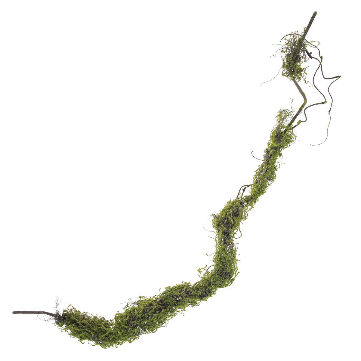 Vines.Unspecified.Green..V2RI