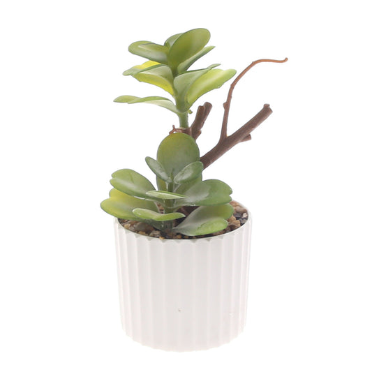 Table Plant D # 5 Green Ð Ribbed White Pot Ð 2473134