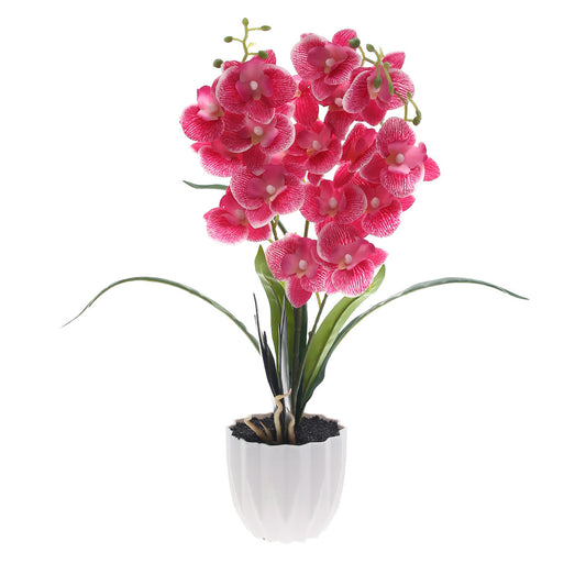 Table Plant Ð Orchid Bloom Ð Pink Ð 2025471