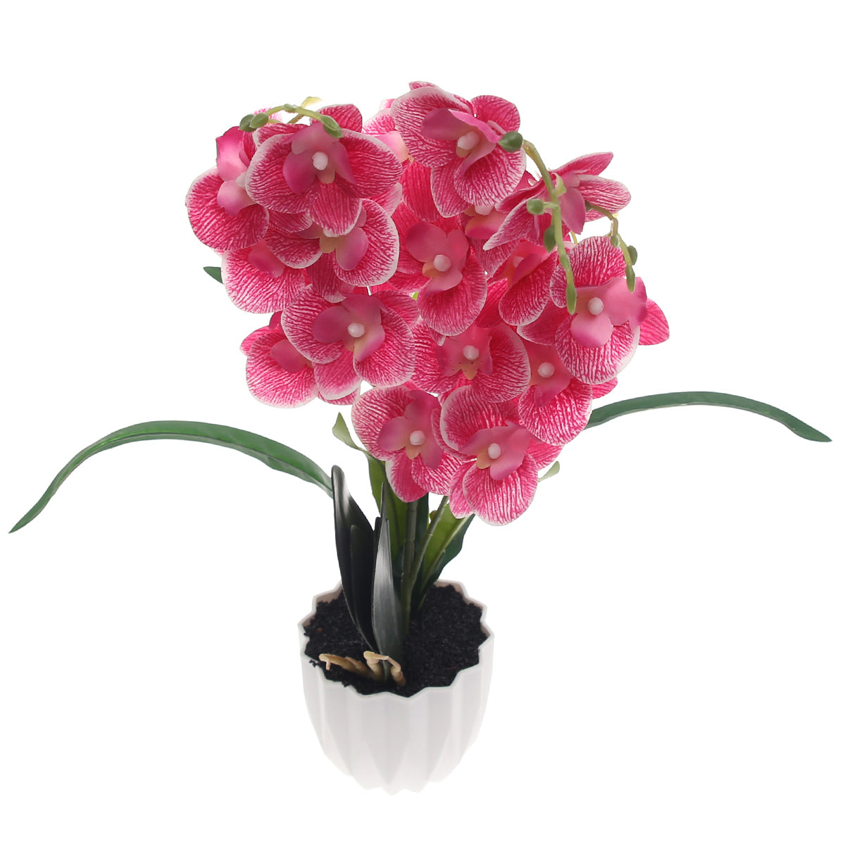 Table Plant Ð Orchid Bloom Ð Pink Ð 2025471