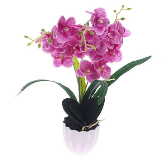 Table Plant Ð Orchid Bloom Ð Purple Ð 2025471