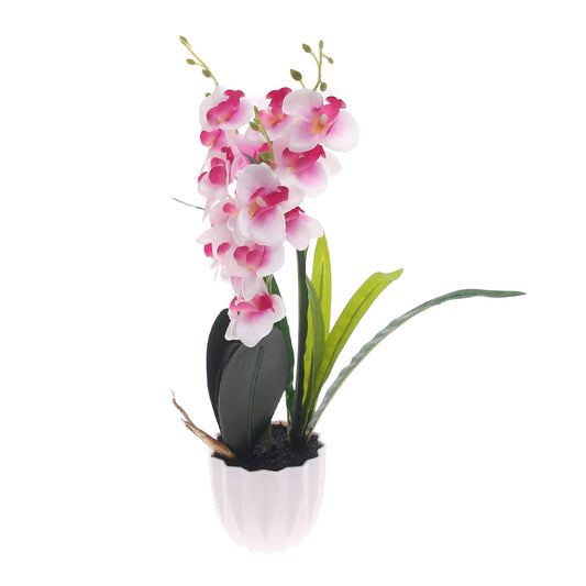 Table Plant Ð Orchid Bloom Ð White & Pink Ð 2025471