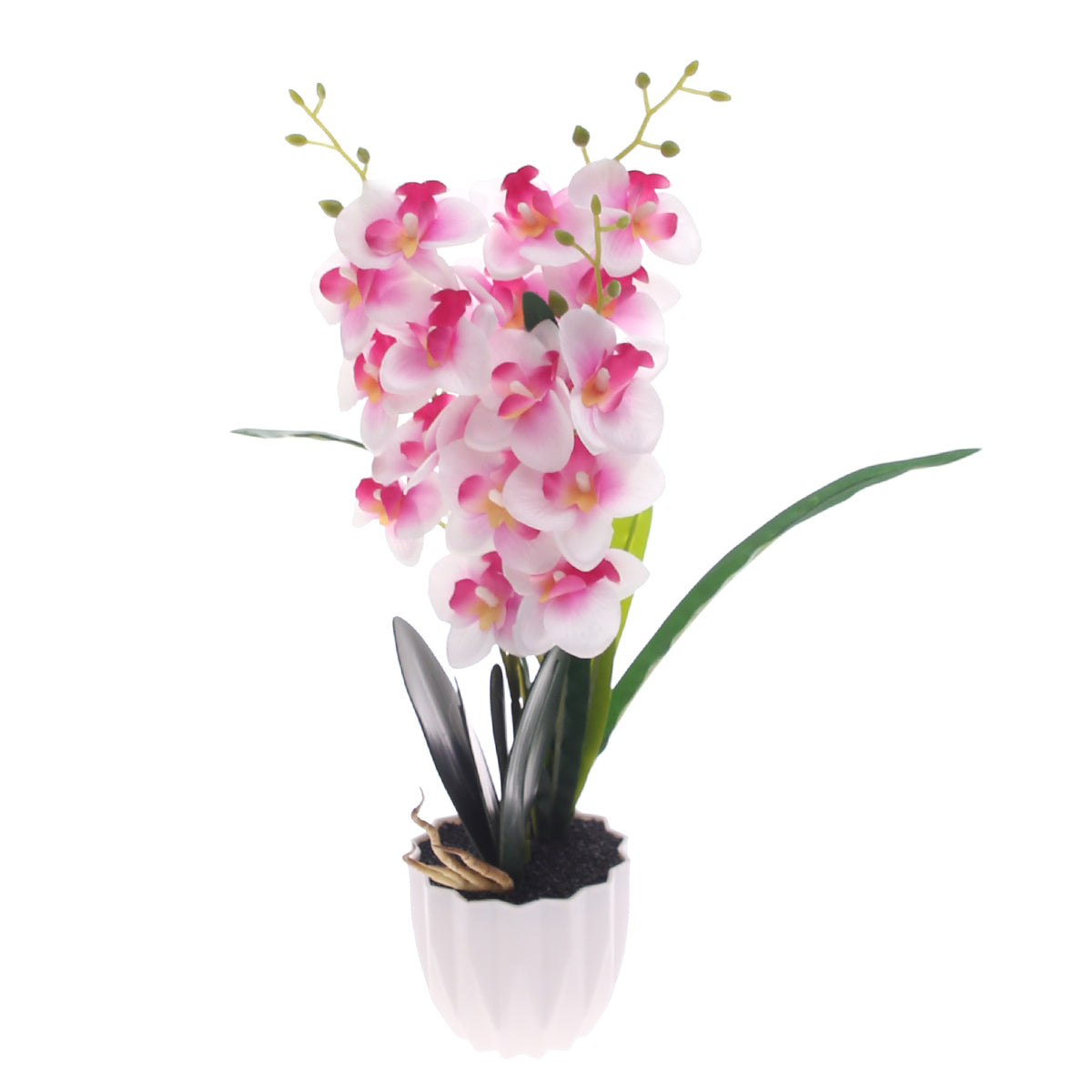 Table Plant Ð Orchid Bloom Ð White & Pink Ð 2025471