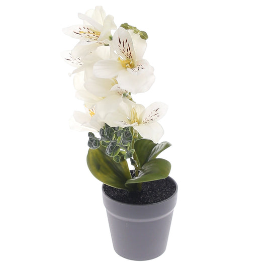 Table Plant Ð Blooming Lily Ð White Ð 2025366
