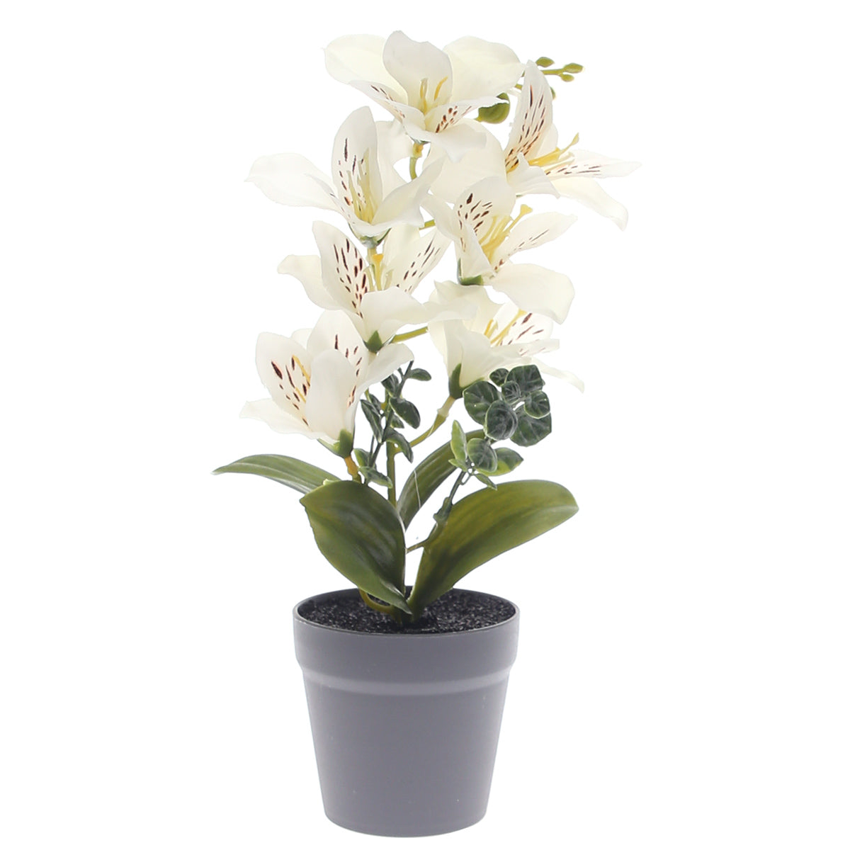 Table Plant Ð Blooming Lily Ð White Ð 2025366