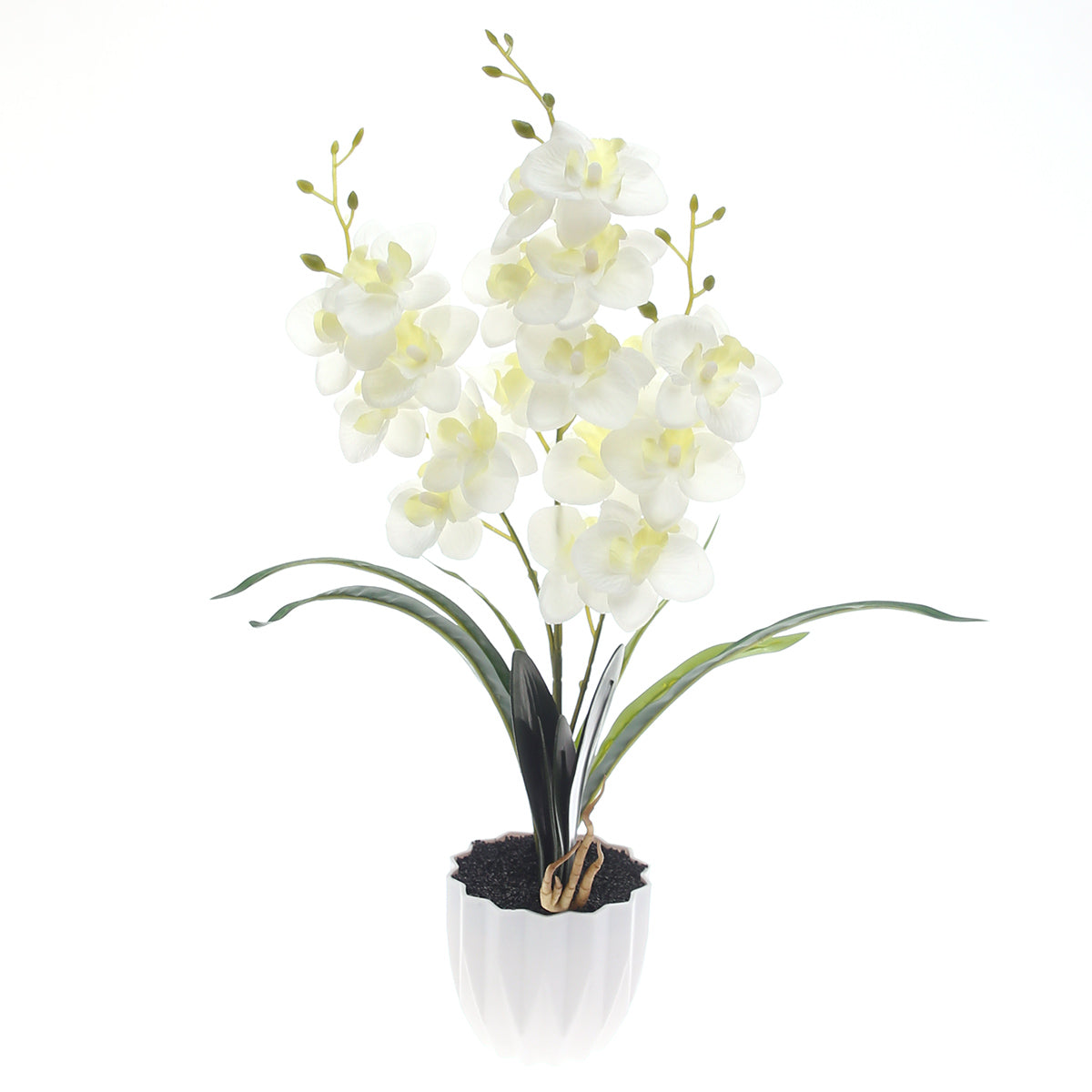 Table Plant Ð Orchid Arrangement Ð White Ð 2025471