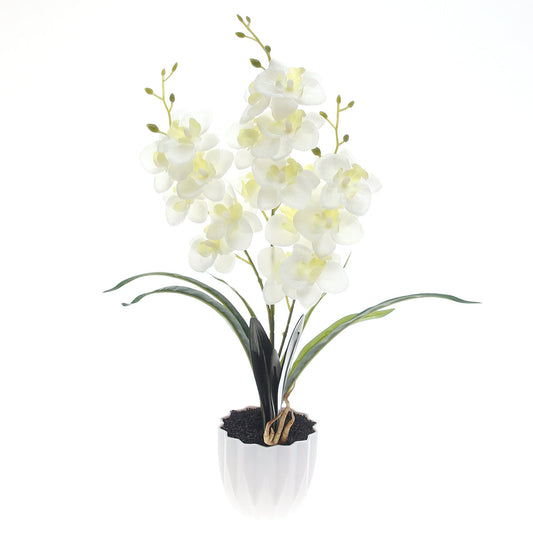 Table Plant Ð Orchid Arrangement Ð White Ð 2025471