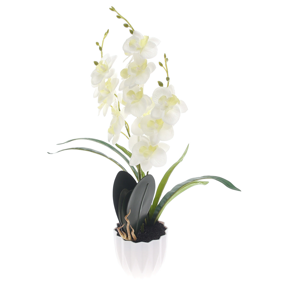 Table Plant Ð Orchid Arrangement Ð White Ð 2025471