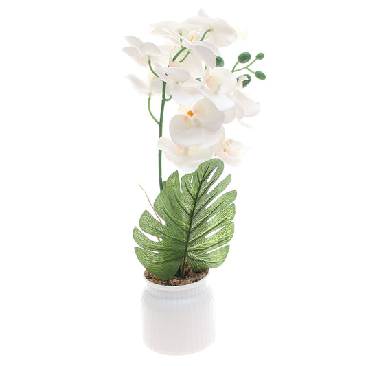Table Plant Ð Orchid Arrangement Ð White Ð 2025624