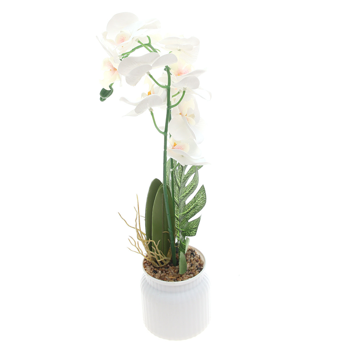 Table Plant Ð Orchid Arrangement Ð White Ð 2025624