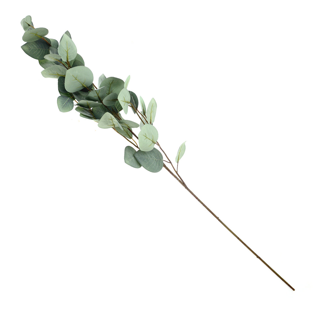 Eucalyptus..WB-JY2302