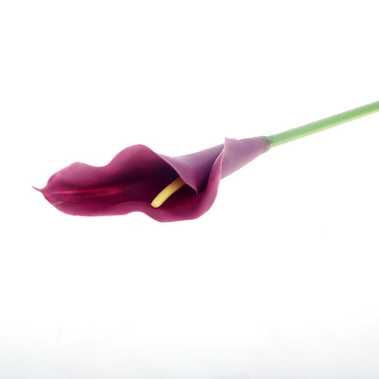 Callalily single flower.Unspecified...21260