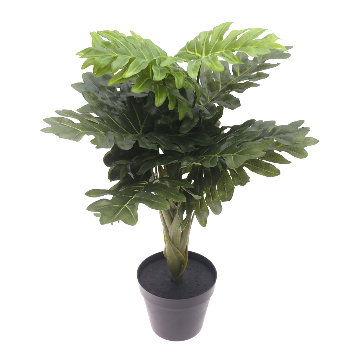 Philodendron plant..WB60-13JD-GN
