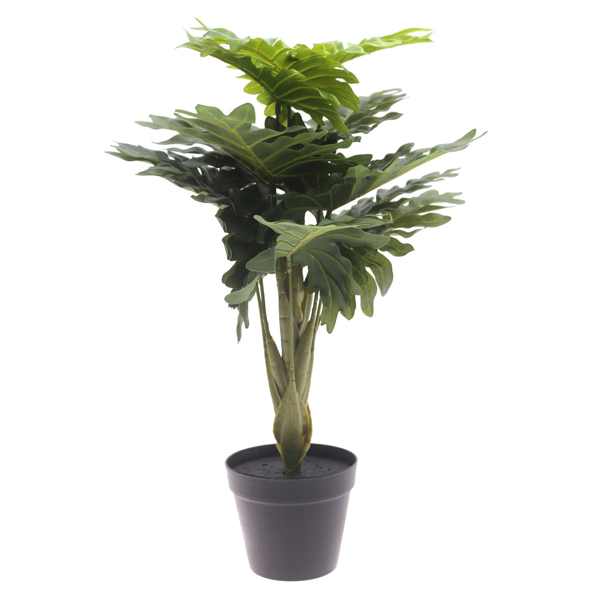 Philodendron plant..WB60-13JD-GN