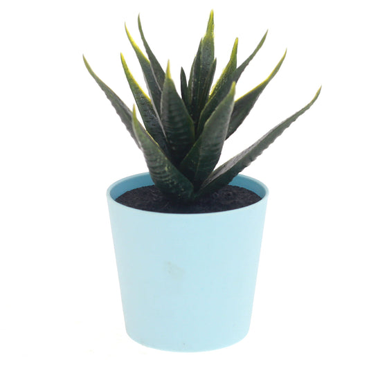 POT SUCCULENTS ASSORTED(light blue)